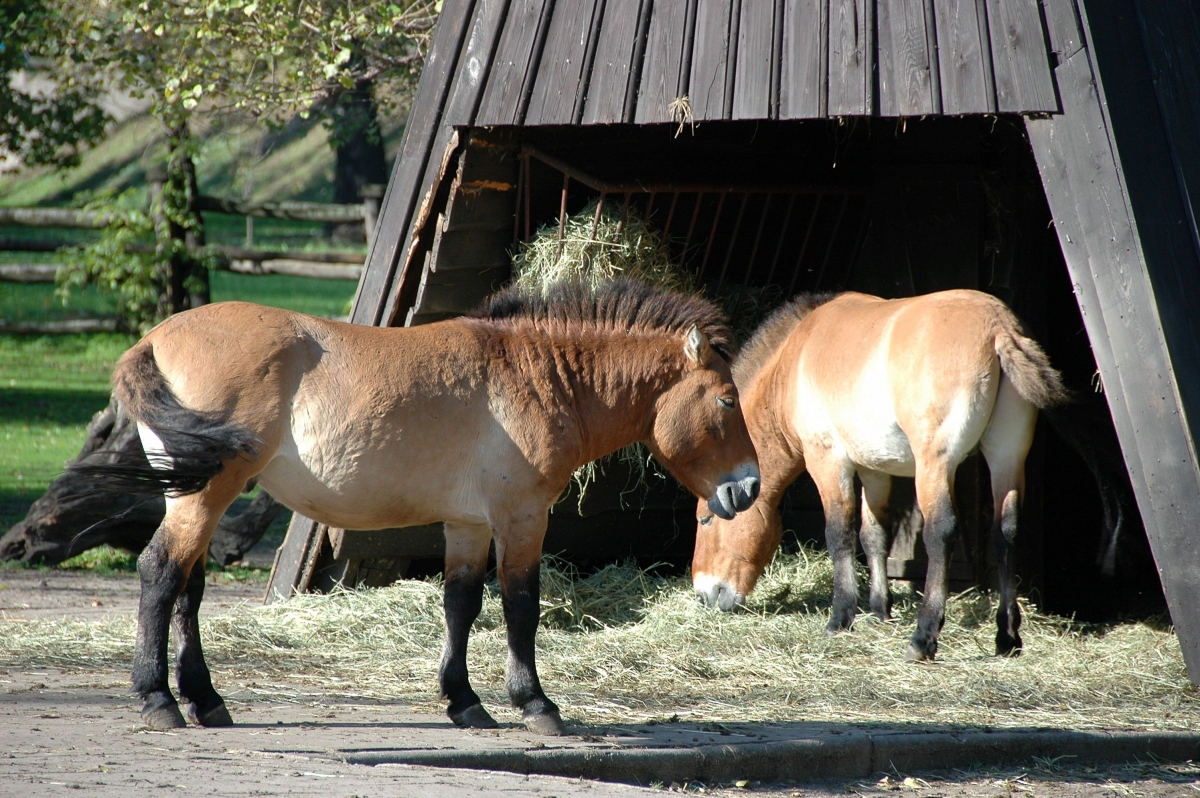 Przewalski's Horses, Chernobyl horses, Przewalski's Horse Chernobyl Welfare, Przewalski endangered horses