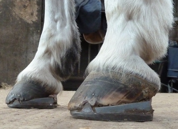 equine Navicular Disease Farriery, Cole Henderson, horse navicular, navicular syndrome, chronic heel lameness, caudal heel syndrome, No Foot No Horse