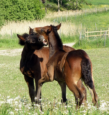  nursing foals, weaning a foal, foal nutrition, mare nutrition, feeding a foal, foal feeding, robin duncan, creep feeding, stall weaning, horse forage, horse hay