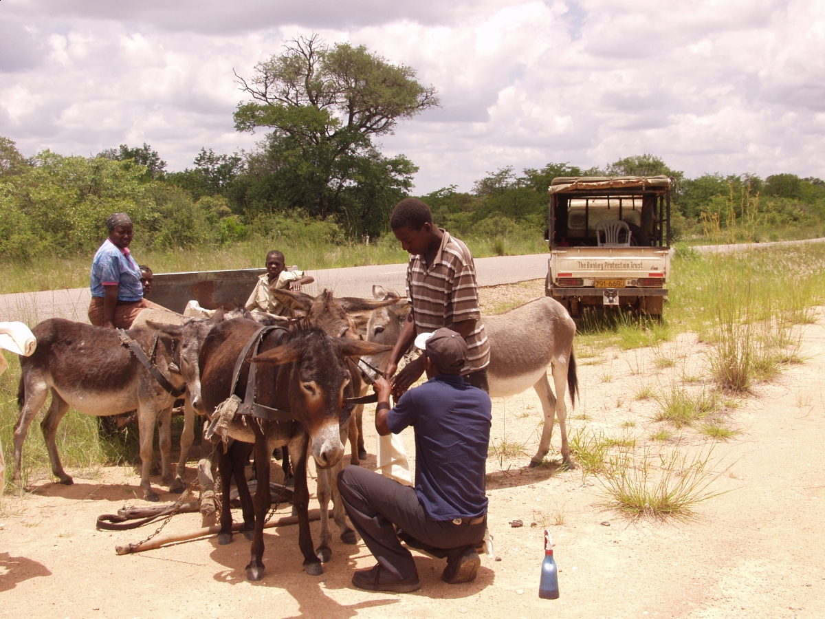 Donkey Zimbabwe Crisis Equine Welfare
